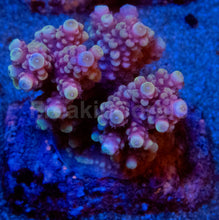 Load image into Gallery viewer, Acropora “Pink &amp; Peach Tip” – Colonies (S / M / L)