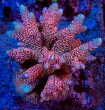Carregar imagem no visualizador da galeria, Acropora millepora “Pink” – Colonies (S / M / L)