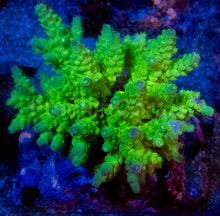 Load image into Gallery viewer, Acropora tenuis “Amarela Tóxica” – Colonies (S / M / L)
