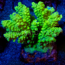 Load image into Gallery viewer, Acropora tenuis “Amarela Tóxica” – Colonies (S / M / L)