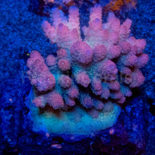 Load image into Gallery viewer, Acropora hyacinthus “Pink” – Colonies (S / M / L)