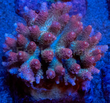 Load image into Gallery viewer, Acropora hyacinthus “Pink” – Colonies (S / M / L)