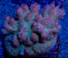 Load image into Gallery viewer, Acropora hyacinthus “Pink” – Colonies (S / M / L)