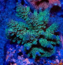 Load image into Gallery viewer, Acropora tenuis “Ice Core Blue Tips” – Colonies (S / M / L)