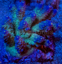Load image into Gallery viewer, Acropora tenuis “Ice Core Blue Tips” – Colonies (S / M / L)