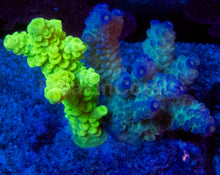 Load image into Gallery viewer, Acropora tenuis Combo – Blue &amp; Yellow Colonies (S / M / L)