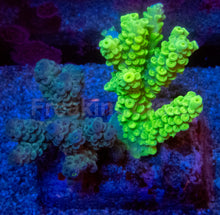 Load image into Gallery viewer, Acropora tenuis Combo – Blue &amp; Yellow Colonies (S / M / L)