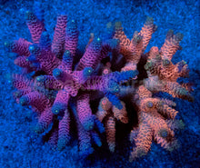 Carregar imagem no visualizador da galeria, Acropora millepora Combo – Pink &amp; Blue Colonies (S / M / L)