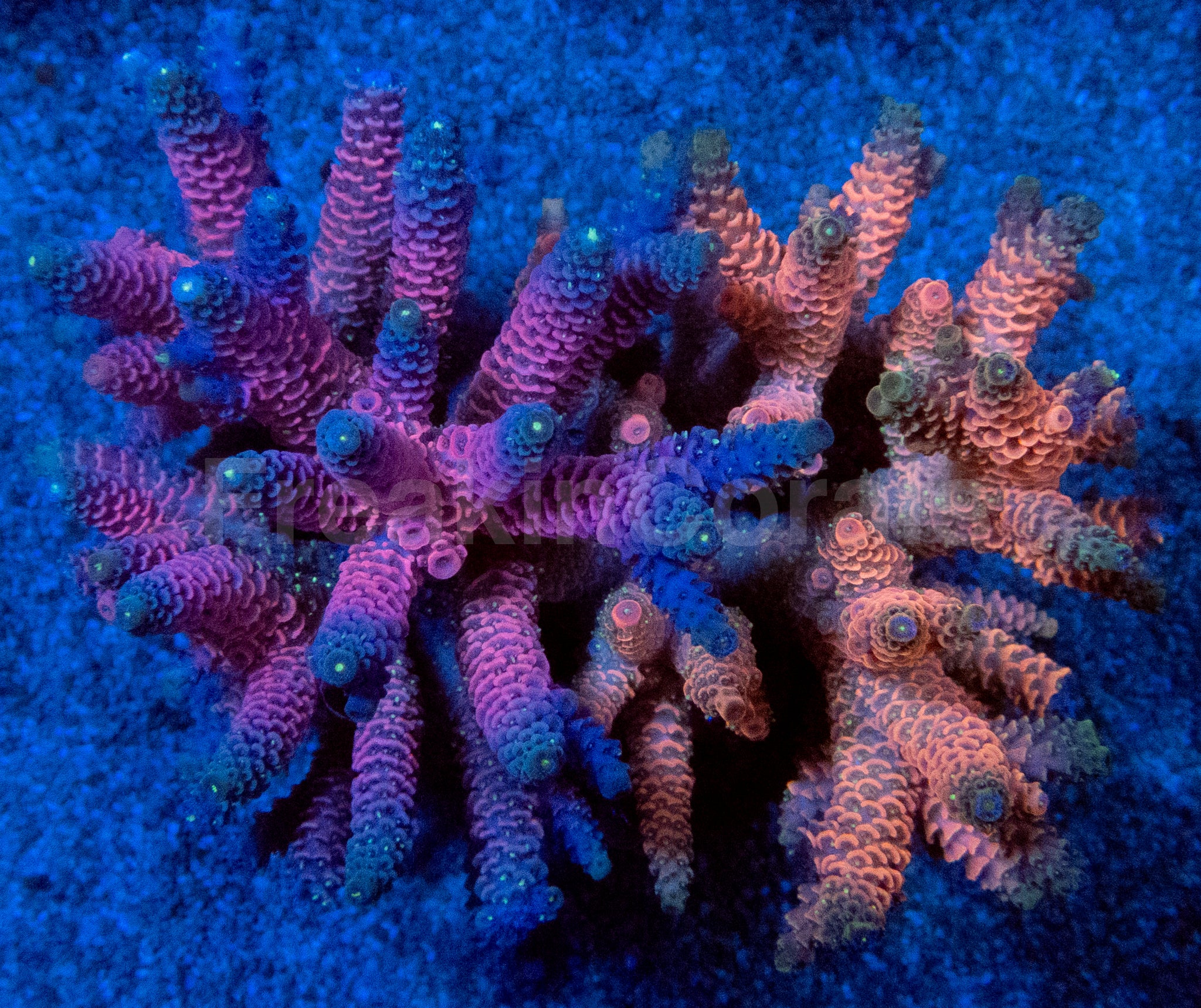 New Corals – freakincorals.com