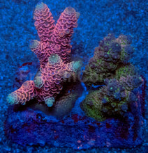 Carregar imagem no visualizador da galeria, Acropora millepora Combo – Pink &amp; Blue Colonies (S / M / L)