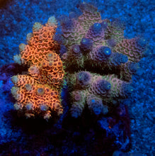 Carregar imagem no visualizador da galeria, Acropora millepora Combo – Pink &amp; Blue Colonies (S / M / L)