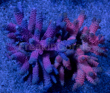 Carregar imagem no visualizador da galeria, Acropora millepora Combo – Pink &amp; Blue Colonies (S / M / L)