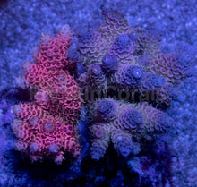 Carregar imagem no visualizador da galeria, Acropora millepora Combo – Pink &amp; Blue Colonies (S / M / L)