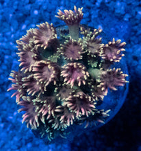 Carregar imagem no visualizador da galeria, Goniopora “Pink &amp; Yellow Ultra” – Frag