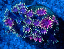 Carregar imagem no visualizador da galeria, Goniopora “Pink &amp; Gold” – Frag