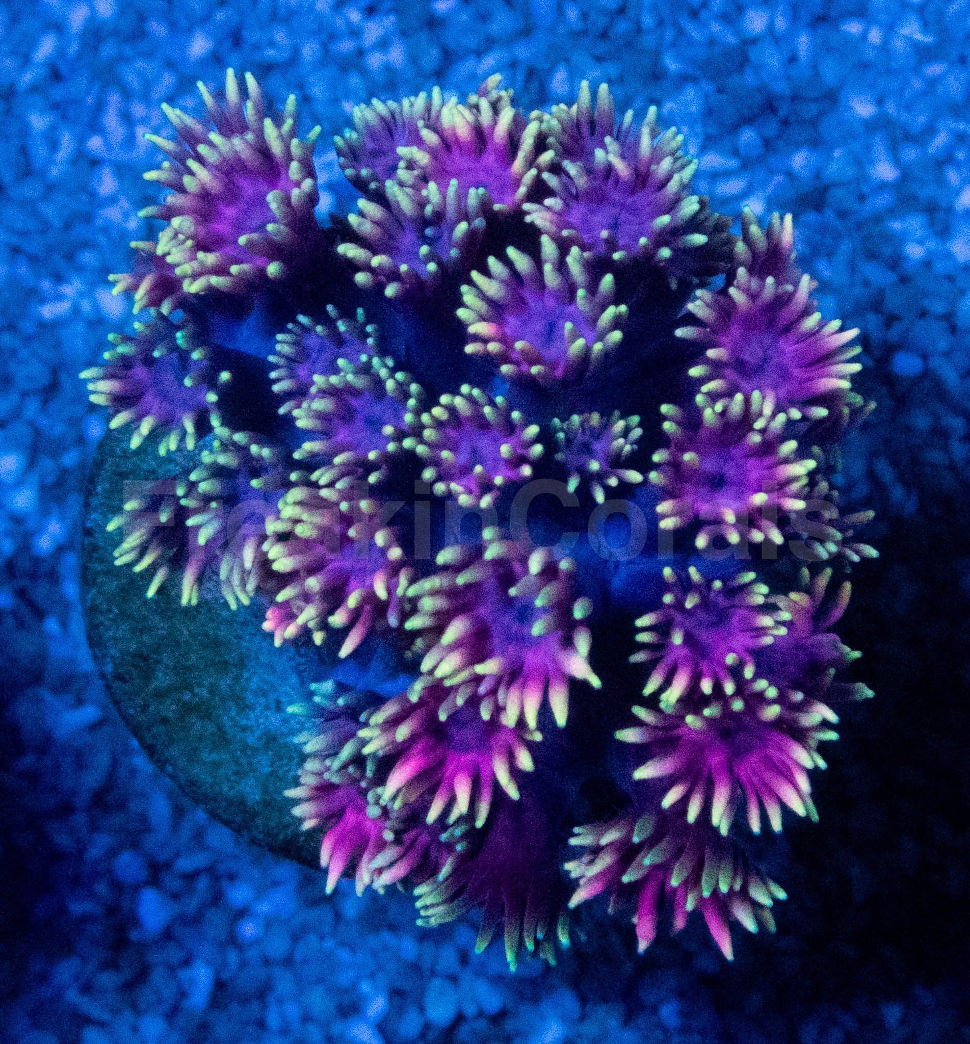 New Corals – freakincorals.com