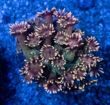 Carregar imagem no visualizador da galeria, Goniopora “Pink &amp; Yellow Ultra” – Frag