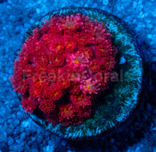 Carregar imagem no visualizador da galeria, Goniopora “Short Polyp Rare Red &amp; Orange”