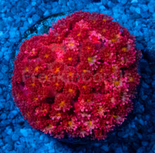 Carregar imagem no visualizador da galeria, Goniopora “Short Polyp Rare Red &amp; Orange”