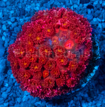 Carregar imagem no visualizador da galeria, Goniopora “Short Polyp Rare Red &amp; Orange”