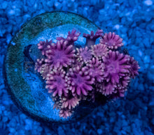 Carregar imagem no visualizador da galeria, Goniopora “Pink &amp; Gold” – Frag