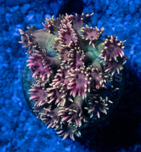 Carregar imagem no visualizador da galeria, Goniopora “Pink &amp; Yellow Ultra” – Frag