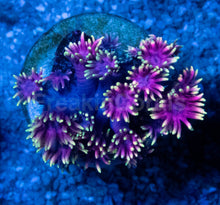 Carregar imagem no visualizador da galeria, Goniopora “Pink &amp; Gold” – Frag