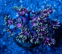 Carregar imagem no visualizador da galeria, Goniopora “Pink &amp; Gold” – Frag