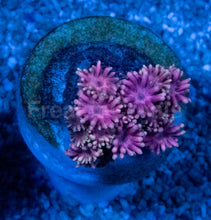 Carregar imagem no visualizador da galeria, Goniopora “Pink &amp; Gold” – Frag