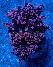 Carregar imagem no visualizador da galeria, Euphyllia “Grafted Pink &amp; Purple Yamamensis”