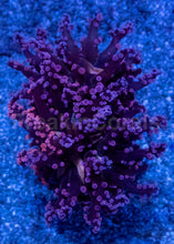 Carregar imagem no visualizador da galeria, Euphyllia “Grafted Pink &amp; Purple Yamamensis”