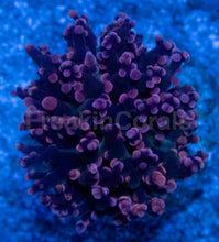 Carregar imagem no visualizador da galeria, Euphyllia “Grafted Pink &amp; Purple Yamamensis”
