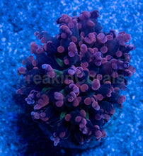Load image into Gallery viewer, Euphyllia “Grafted Pink &amp; Purple Yamamensis”