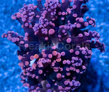 Carregar imagem no visualizador da galeria, Euphyllia “Grafted Pink &amp; Purple Yamamensis”