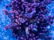 Carregar imagem no visualizador da galeria, Euphyllia “Grafted Pink &amp; Purple Yamamensis”
