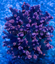 Carregar imagem no visualizador da galeria, Euphyllia “Grafted Pink &amp; Purple Yamamensis”