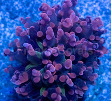 Load image into Gallery viewer, Euphyllia “Grafted Pink &amp; Purple Yamamensis”