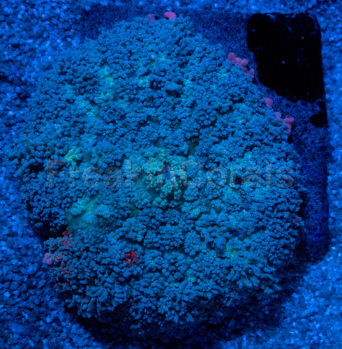 Rhodactis gigantea “Purple Monstar Pink Tips” - Super Rare - Collector Coral