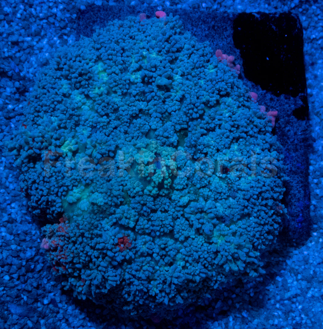 Rhodactis gigantea “Purple Monstar Pink Tips” - Super Rare - Collector Coral