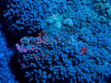 Carregar imagem no visualizador da galeria, Rhodactis gigantea “Purple Monstar Pink Tips” - Super Rare - Collector Coral