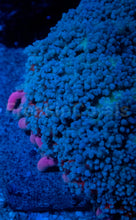 Carregar imagem no visualizador da galeria, Rhodactis gigantea “Purple Monstar Pink Tips” - Super Rare - Collector Coral