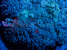 Carregar imagem no visualizador da galeria, Rhodactis gigantea “Purple Monstar Pink Tips” - Super Rare - Collector Coral