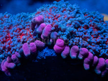 Carregar imagem no visualizador da galeria, Rhodactis gigantea “Purple Monstar Pink Tips” - Super Rare - Collector Coral