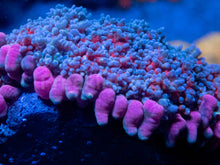 Carregar imagem no visualizador da galeria, Rhodactis gigantea “Purple Monstar Pink Tips” - Super Rare - Collector Coral