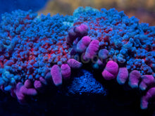 Carregar imagem no visualizador da galeria, Rhodactis gigantea “Purple Monstar Pink Tips” - Super Rare - Collector Coral