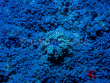 Carregar imagem no visualizador da galeria, Rhodactis gigantea “Purple Monstar Pink Tips” - Super Rare - Collector Coral