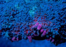 Carregar imagem no visualizador da galeria, Rhodactis gigantea “Purple Monstar Pink Tips” - Super Rare - Collector Coral