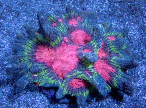 FK Rainbow Pectina Colony