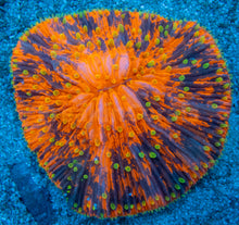 Load image into Gallery viewer, FK Midnight Sun Fungia