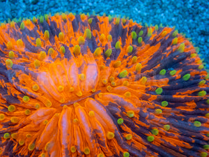 FK Midnight Sun Fungia
